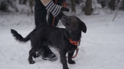 puppy walking in the snow