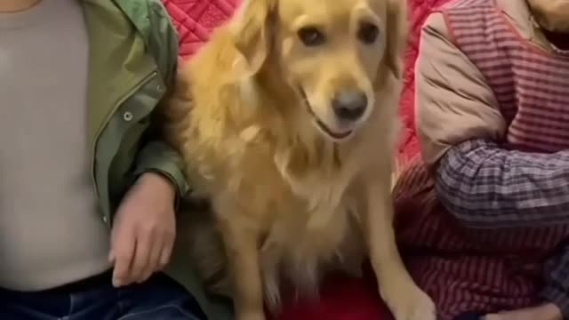 In this video dog helps his owner's grandmother to get the TV remote