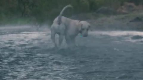 Funny_Dog_playing_in_ water