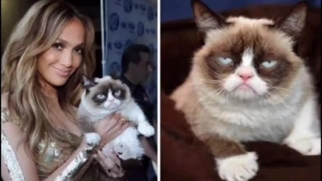 Gata mal humorada (Grumpy Cat)