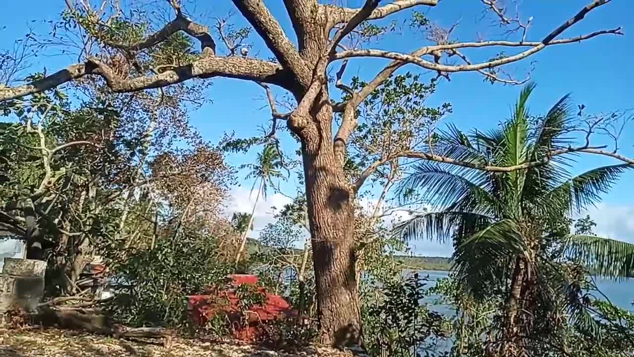 OLD CALUMPiT TREE DEVASTATED BY SUPER TYPHOON "ULYSSES"