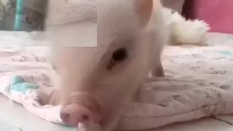 What do you want, little pig