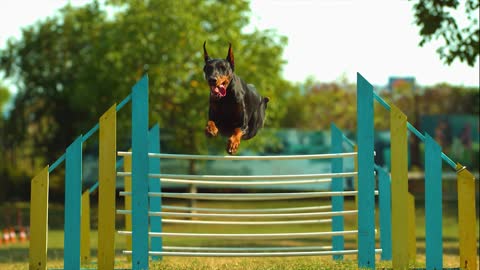 Strong dog jumping