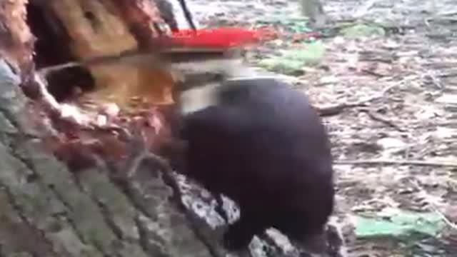 Wood Woodpecker
