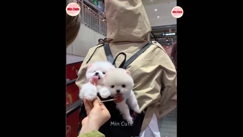 Funny and Cute Pomeranian