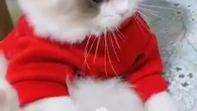 Funny Cute cat video