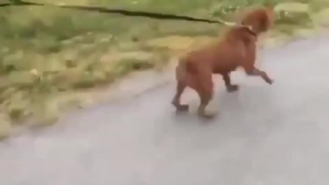 Dog performance