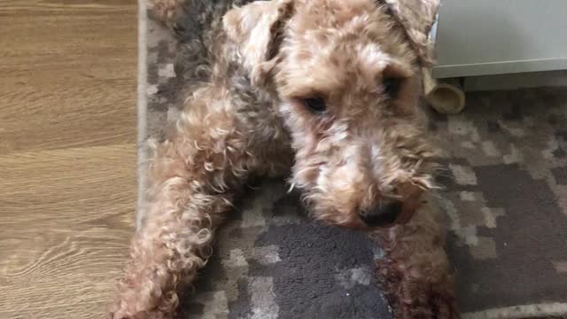 Oscar the Terrier Dog Barking Alertly at TV Screen