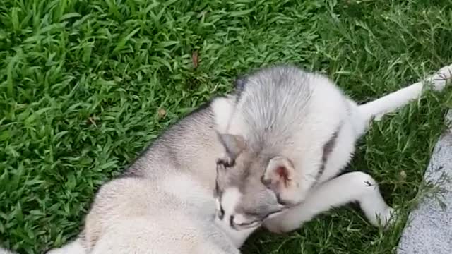 Husky played grass!!