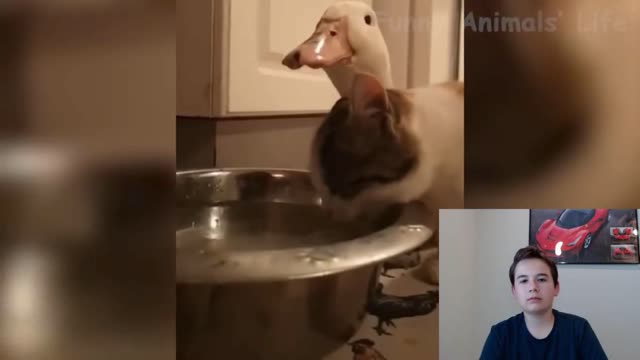 Funny pet videos!