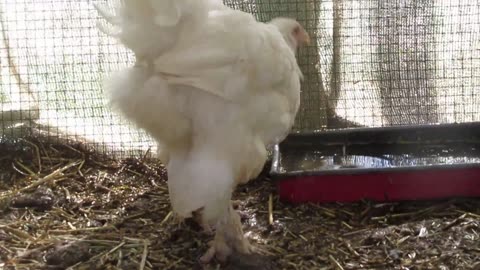 Isabel booted bantam pullets