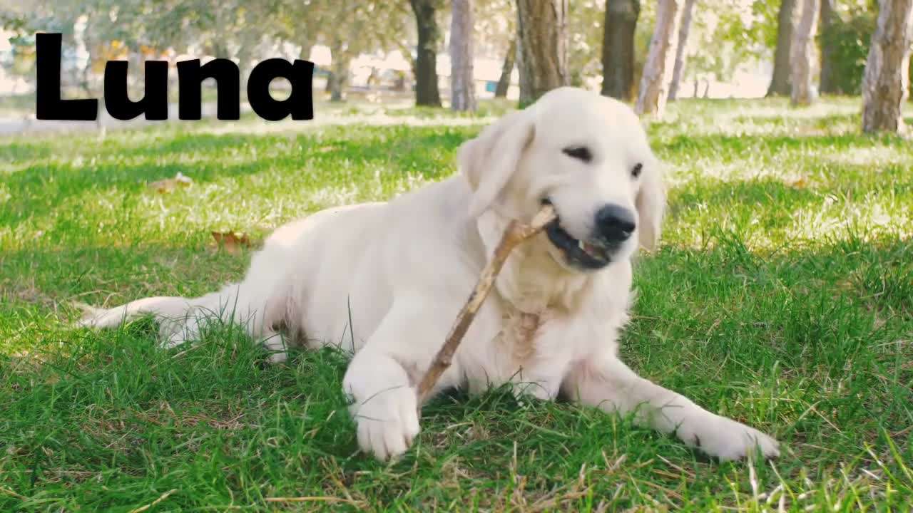 Top 10 Most Popular Dog & Puppy Names in 2019 For Boys & Girls
