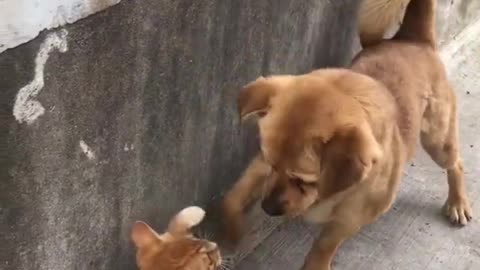 Cute Kitten Plays With Cute Dog