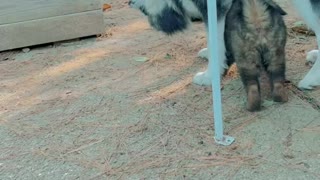 Baby American Akita attacking Malamute