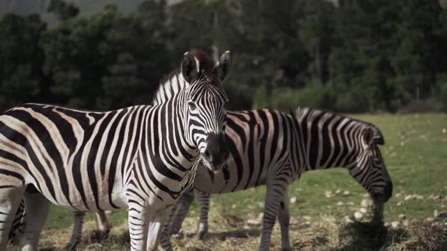 Zebras Grazing in the Meadows