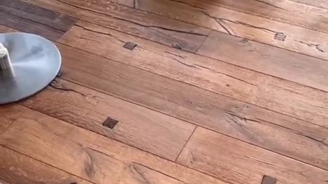 Funny cat . You won't stop laughing after watching this