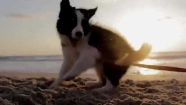 A puppy playing on its own in the sand