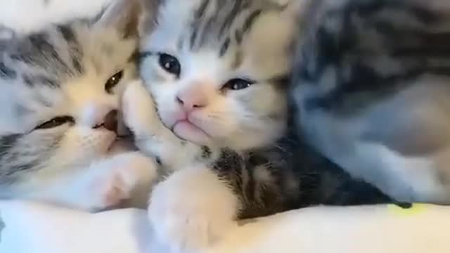 Baby Cats - Cute and Funny Baby Cat Videos Compilation 😍😍