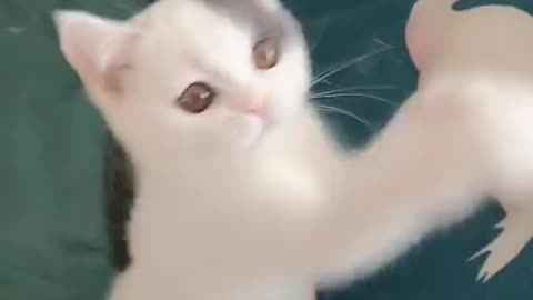 Cat video