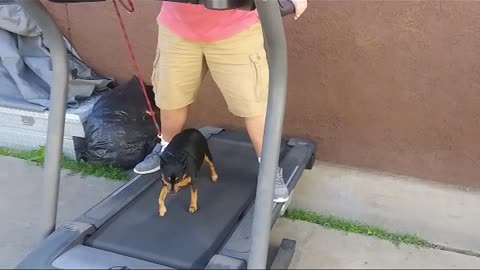when dog running first time