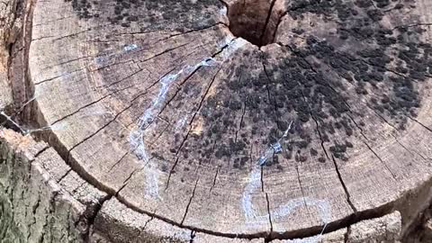 The ring of a dead tree