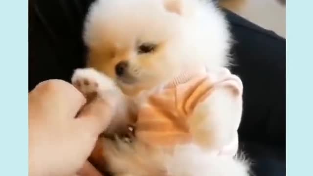 Cute puppy🐩