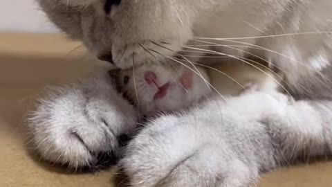 Is the kitten treating the hamster like his own child?