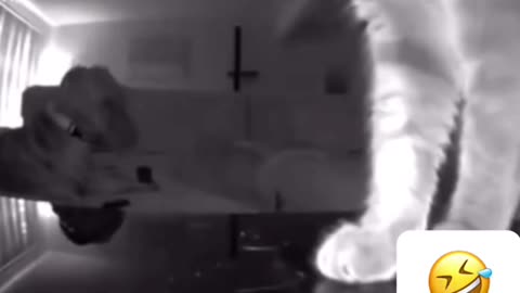 Funny Cat Expose Dog Through CCTV