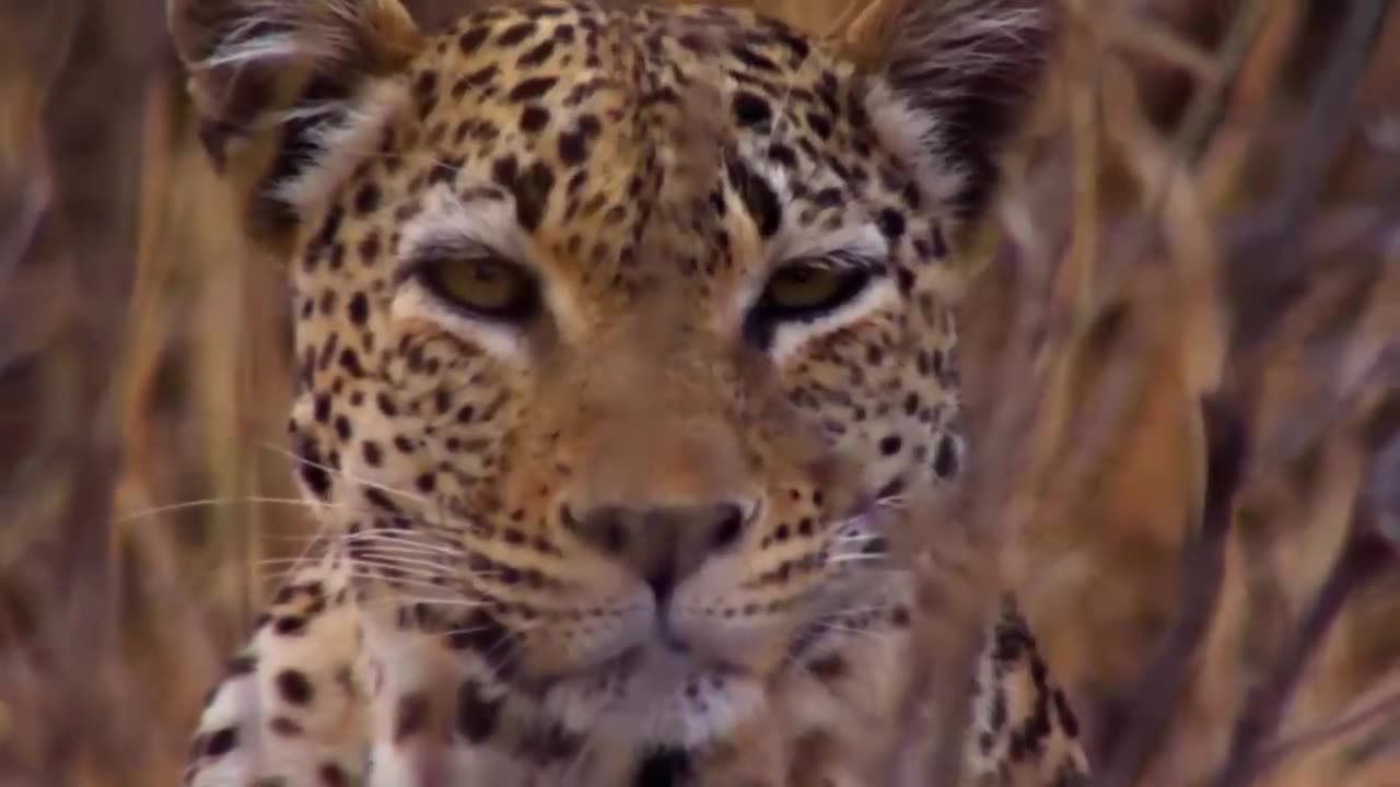 Most Amazing Big Cats Hunting Attack Compilation Cheetah Lions Jaguar Leopard