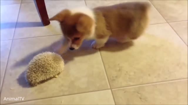 BEAUTIFUL DOG ​​PLAYING WITH A PLUSHED PET