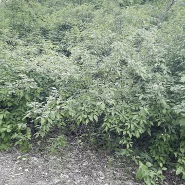 So beautiful place in huge garden