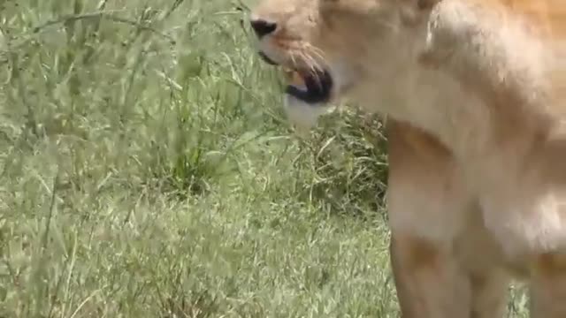 South Africa forest lion hunting Crocodile