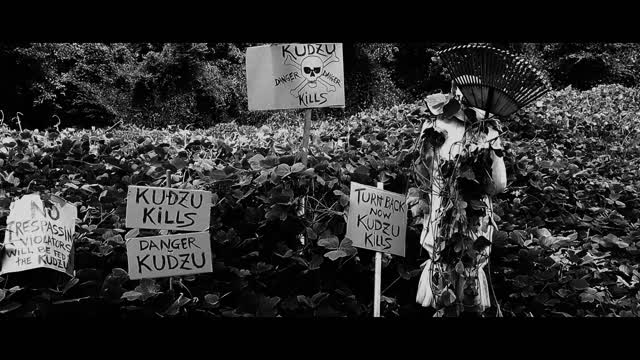 Kudzu in Mississippi