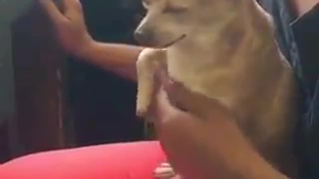 Funny puppy wants his owner to...badly