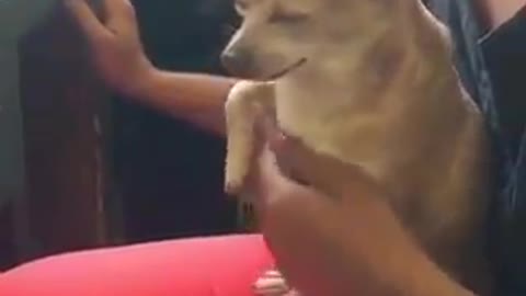 Funny puppy wants his owner to...badly