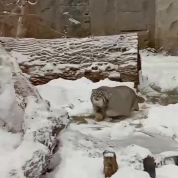 I love this cat. Pallas’ cat 😍😍