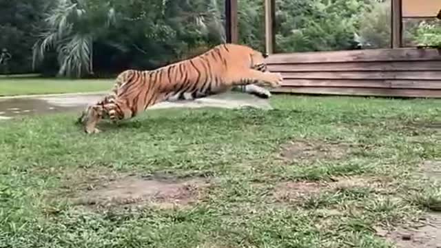 cool tiger