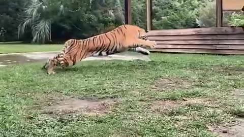 cool tiger