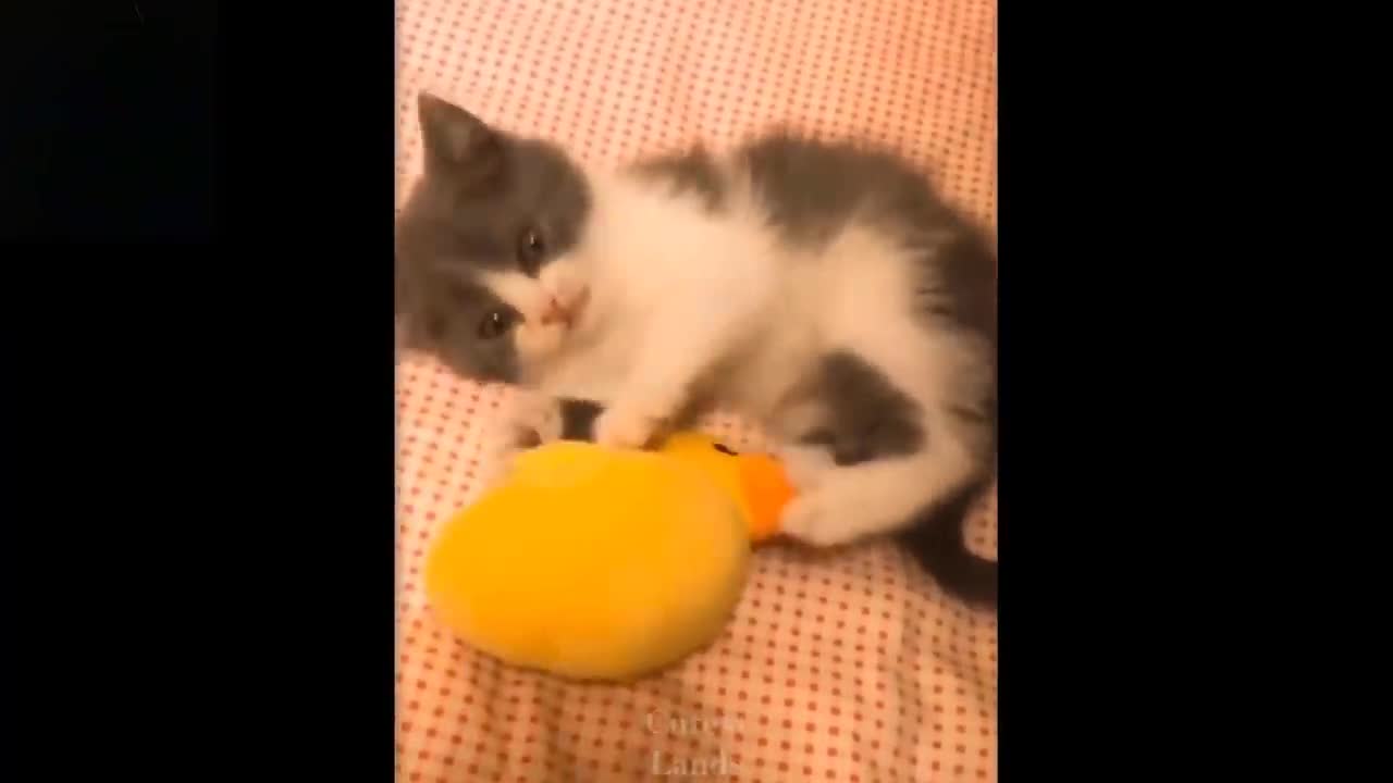 Cute And Funny Pets try not to laugh --- maziqoo