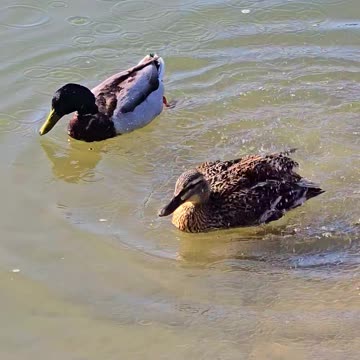 Pair of ducks in the river swimming and preening.