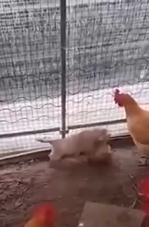 Roosters gather for the fight