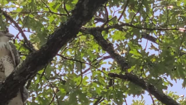 Beautiful hawk in a tree