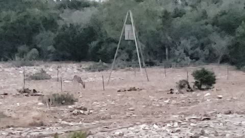 Three Deer on a Windy Day