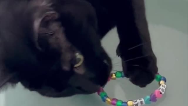 Adopting a Cat from a Shelter Vlog -Piper Continues to Play with Bracelet #shorts