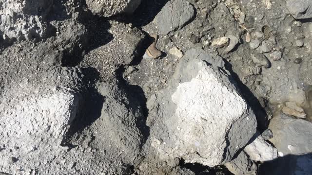 Megalodon tooth from PCS Aurora NC