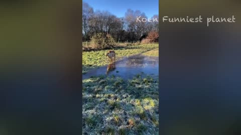 FUNNY CATS AND DOGS NEW