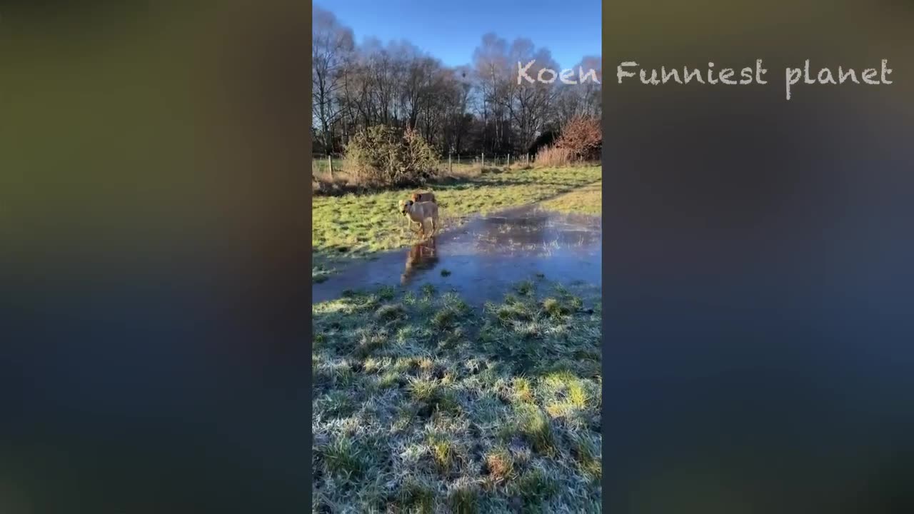 FUNNY CATS AND DOGS NEW