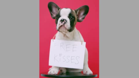 Do you Want Free Kisses from This Cute dog?