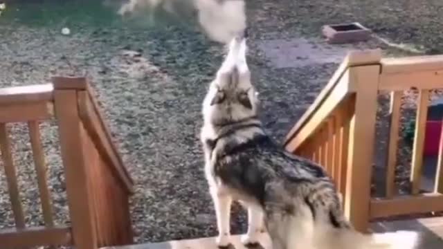 awoo on a cold day