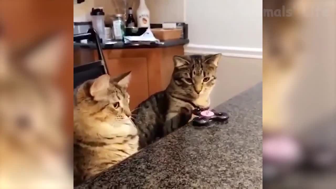 103 ๐คฃ Funniest ๐ป Cats and๐ถ Dogs Awesome Funny Pet Animals Videos ๐